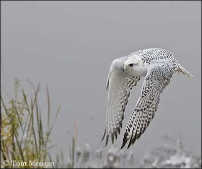 Quel est ce rapace diurne ?