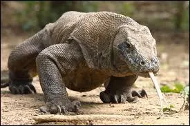 La salive du varan de Komodo est meurtrière.