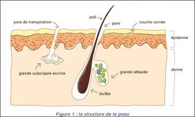 Quelle couche de tissus constituant la peau est la plus profonde ?