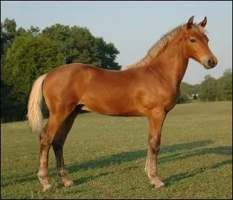 Quelle est la robe de ce cheval ?