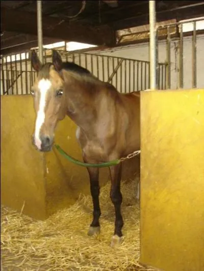 Que doit-on faire avant d'entrer dans le box de cheval ?