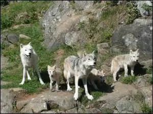 En France, dans quelle région vivent les loups ?