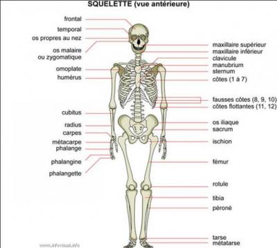 QUIZ] Os, muscles, organes,… Connaissez-vous bien le corps humain ? 