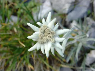 Quel est l'autre nom de l'Edelweiss ?