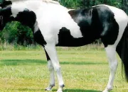 Quiz Un cheval, un cheval, mon royaume