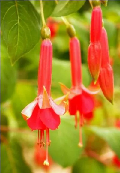 Que sont ces superbes fleurs originaires du Mexique ?