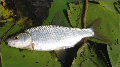 Quel est-ce poisson ?