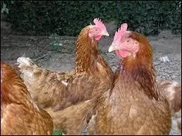 Les poules ont des dents.