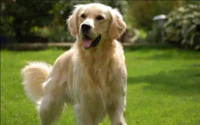 De quelle race est ce chien ?