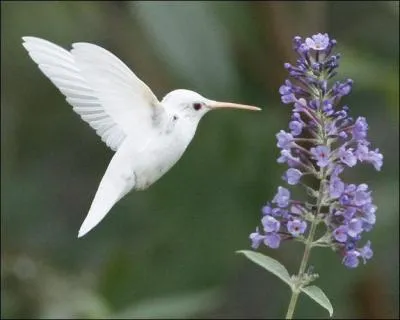 Regarde cet animal, il est rare qu'il soit blanc, quelle est la première lettre de son nom ?