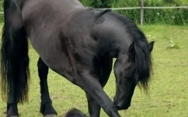 Quiz Chevaux