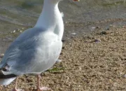 Quiz Reconnatre les oiseaux marins