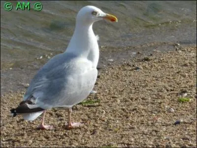 Oiseau de bonne envergure qui se caractérise par son appétit pour les décharges à ciel ouvert.