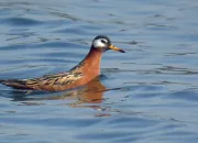 Quiz Les oiseaux marins d'Europe (12)