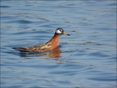 Je suis le plus grand phalarope européen (hors espèces accidentelles). Que suis-je ?