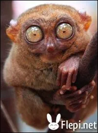 Pour commencer, cet animal est un tarsier.