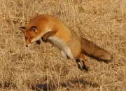 Quiz Le renard (chasse)