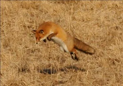 Quel est le nom latin du renard ?