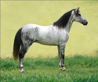 Le cheval peut vomir.