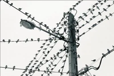 Ce petit oiseau ne pèse guère plus de 20 gr. Pourtant à l'automne il quitte nos pays pour l'Afrique et peut parcourir jusqu'à 10 000 km.