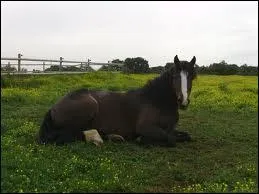 Un cheval peut-il être mis en pâture toute l'année ?