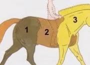 Quiz Galop 3