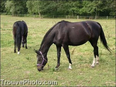 De quelle couleur sont ces chevaux ?