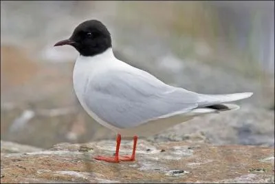 Je ne suis présente sur les côtes qu'en hiver et de passage. Que suis-je ?