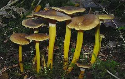 Pourrez-vous trouver des chanterelles jaunissantes début juillet ?