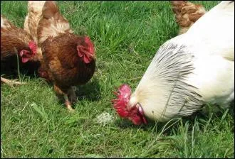 Oui, vous avez reconnu des poules. Quelles graines blanches produites par une jolie plante aux fleurs délicatement bleues picorent-elles ?