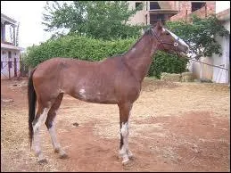 Votre cheval se roule, regarde ses flancs, a l'air de souffrir et ne veut pas manger. Il a :