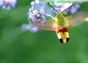 Quiz 8 papillons de la famille des 'Sphingidae' et leur chenille