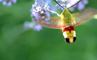 Quiz Animaux