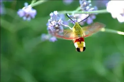 Ce petit papillon est le seul sphinx à vivre le jour. Il se rencontre pratiquement dans tous les jardins et on le surprend à butiner de nombreuses fleurs notamment le chèvrefeuille, le fushia, le jasmin. Il peut faire du surplace d'où parfois son nom d'oiseau-mouche. C'est...