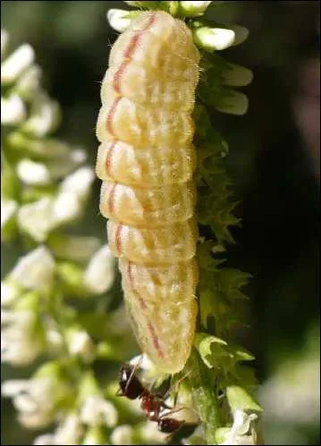 Cette chenille fait partie de la grande famille des "Lycaenidae". Cette espèce est répandue mais souvent rare et menacée. Le papillon de cette chenille est bleu et les bordures de ses ailes sont blanches. C'est la chenille...