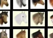 Quiz Les races de chevaux