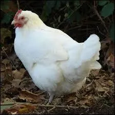 Si vous avez la "chair de poule", c'est que vous ...