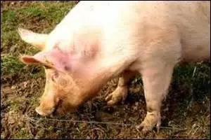 Manger comme un cochon ou comme un porc signifie :