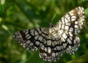 Quiz Papillons de la famille des 'Gomtridae'