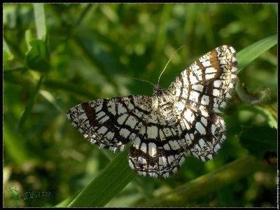 Ce papillon répandu un peu partout dans le monde se reconnaît grâce à ses dessins incroyablement semblables sur les deux ailes. Ce papillon est variable; certains sujets sont plus foncés et d'autres sont plus clairs. Ce papillon peut être diurne. C'est...