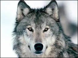 Que signifie l'expression : "Les loups ne se mangent pas entre eux" ?