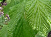 Quiz Rendez ces feuilles  leur arbre !