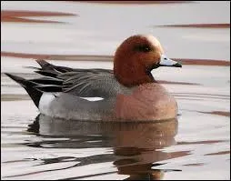 S'il fait un froid de canard :