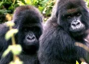 Quiz Le gorille des montagnes, une espce menace