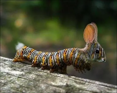 La tête de cet animal est celle d'un lapin !