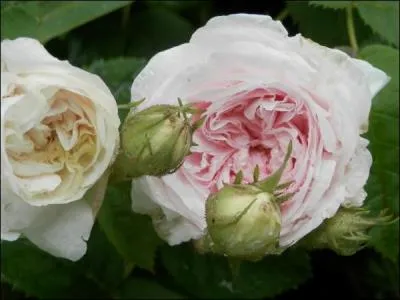 Dans la famille Rosière, je demande la toute jeune fille.