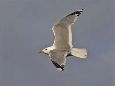 Mon nom scientifique est "Larus Canus". Qui suis-je ?