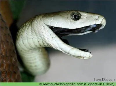 Cet ophidien vit dans les plaines africaines. Il grimpe souvent au arbres car il peut se dresser à un mètre du sol. C'est le serpent le plus rapide du monde, on dit qu'il peut rattraper un homme à la course.Il porte assez bien son nom au vu de la couleur présente dans sa... C'est le ...