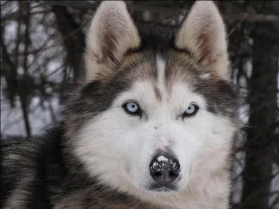 Quelle est cette race de chien ?