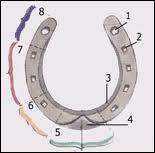 Quiz Chevaux